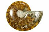 Polished Ammonite (Cleoniceras) Fossil - Madagascar #365076-1